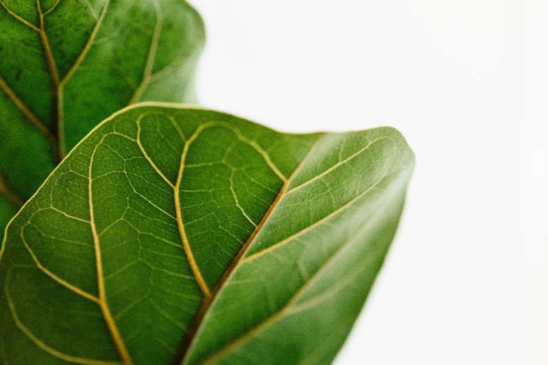 Faith and My Fiddle-Leaf Fig